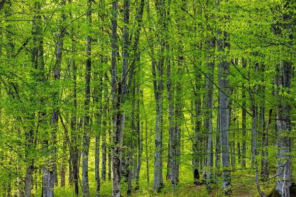 자작나무의 낙엽수림 — 스톡 사진
