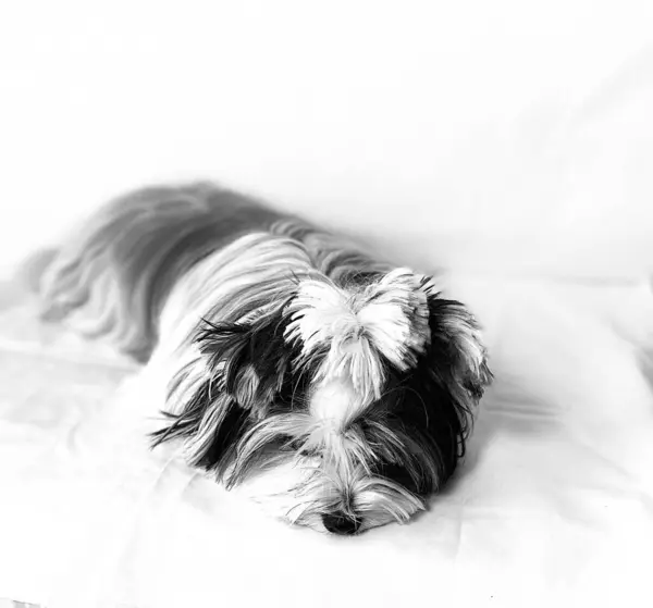 一只白色的约克郡猎狗躺在床上 — 图库照片