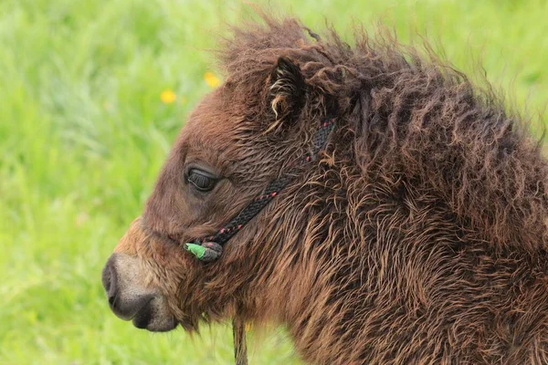 A close up of a little pony grazing in the field on a farm