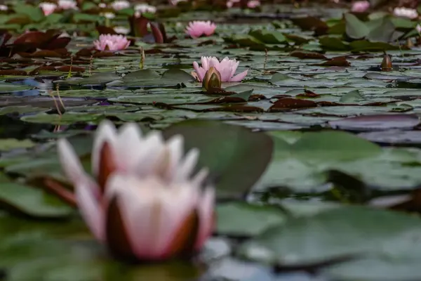 Selective Focus Shot Water Lilies Lake Great Backgrounds — Stock Photo, Image