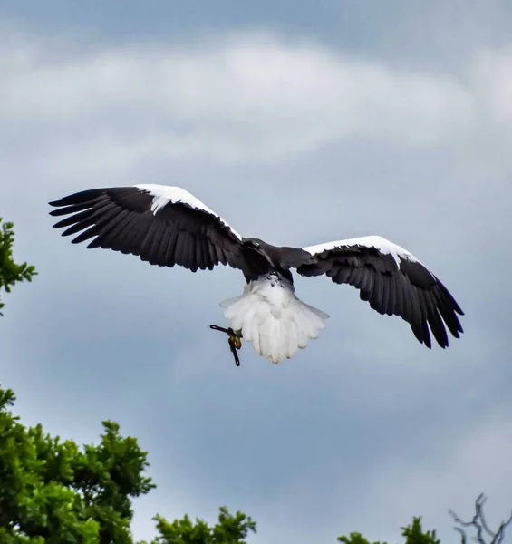 Nahaufnahme Eines Steller Seeadlers Flug — Stockfoto