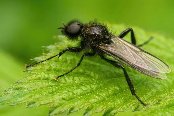 Primer Plano Una Mosca San Marcos Bibio Marci Hoja — Foto de Stock