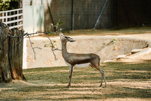 Une Belle Gazelle Dans Zoo — Photo