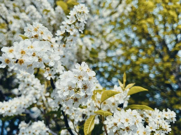 Albero Bianco Fiorisce Una Giornata Sole — Foto Stock