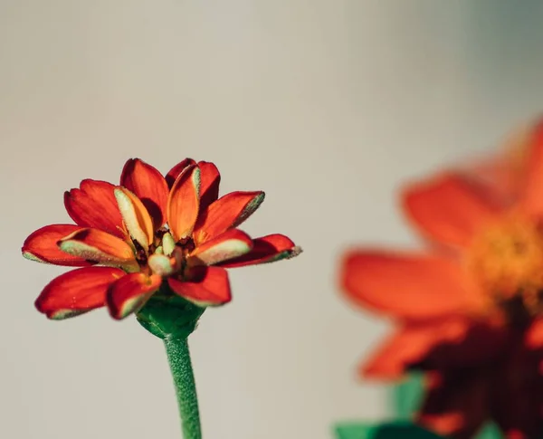 Selektiver Fokus Einer Orangefarbenen Blume — Stockfoto