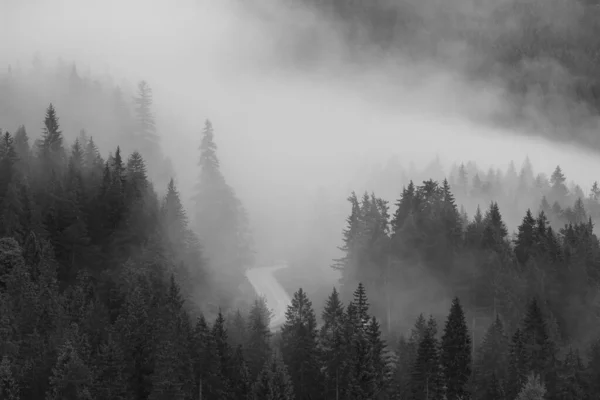 Vysokoúhlé Záběry Jehličnatého Lesa Nasáklého Hustou Mlhou Stupních Šedi — Stock fotografie