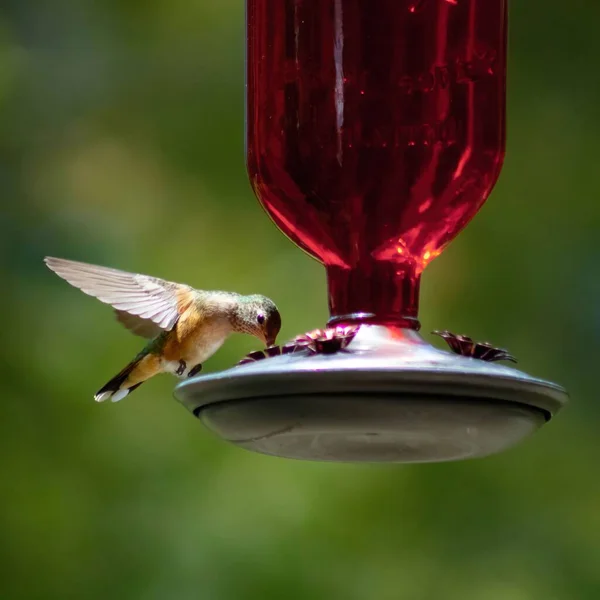 Ein Kolibri Trinkt Aus Einem Flaschenfütterer — Stockfoto