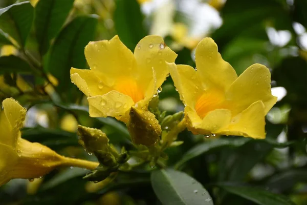 庭に咲くそれらの上に水滴と美しいアラマンダのクローズアップショット — ストック写真