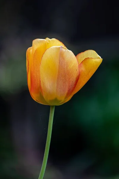 Close Isolated Beautiful Yellow Tulip Red Edges — Stock Photo, Image