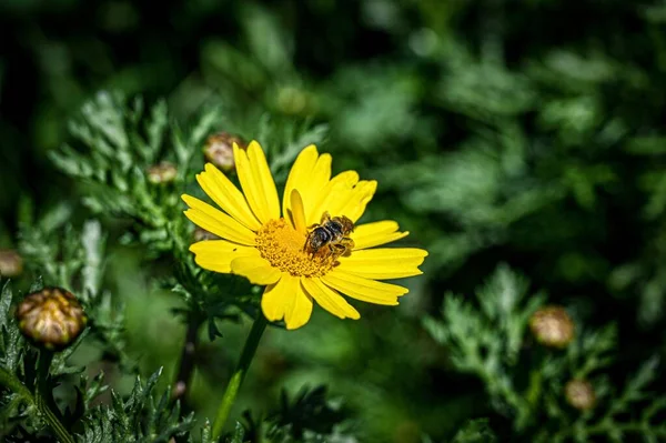 Bee Sitting Yellow Chamomile Park — Stock Photo, Image