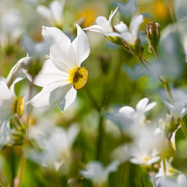 Les Belles Fleurs Blanches Narcisse — Photo