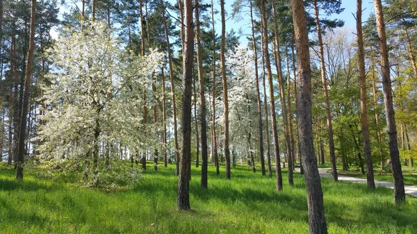 Une Forêt Avec Des Arbres Fleuris Herbe Printemps — Photo