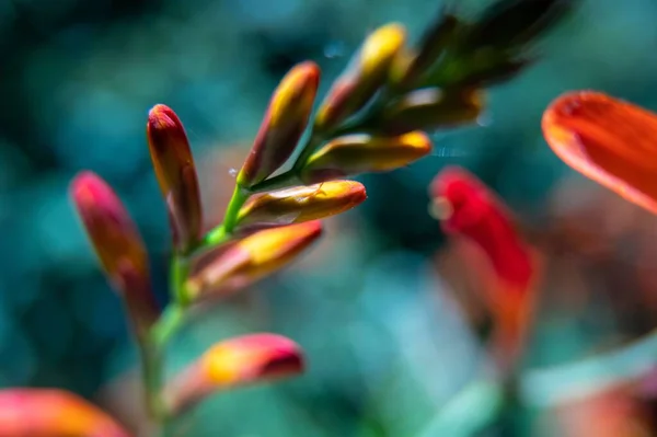 Colorful Crocosmia Flower Park — Stock Photo, Image