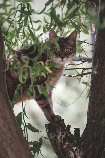 Vertikal Bild Randig Katt Klättra Trädet Och Ser Rakt Med — Stockfoto