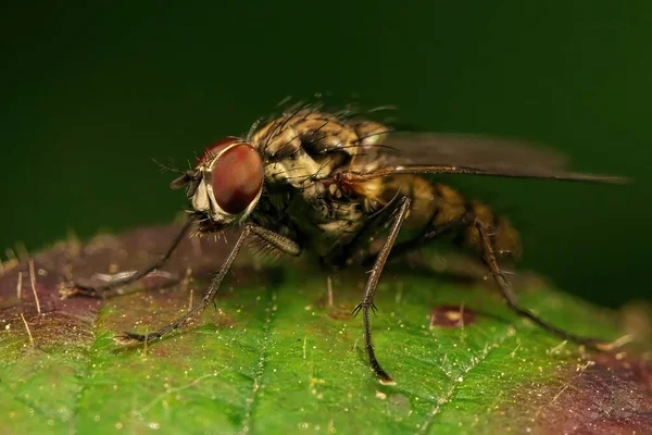 Uma Mosca Hylemya Uma Folha Verde — Fotografia de Stock