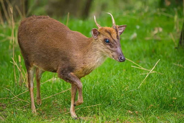 Tiro Close Muntjac Seu Habitat Natural — Fotografia de Stock