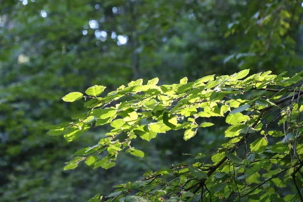 小绿叶在有阳光的树枝上的特写 — 图库照片