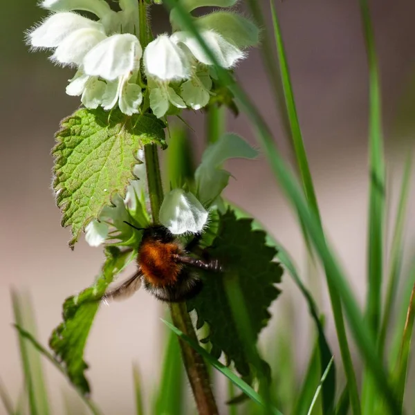 Μια Μακρο Φωτογραφία Μιας Μέλισσας Που Συλλέγει Γύρη Από Λευκά — Φωτογραφία Αρχείου