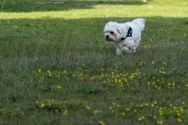 Ένα Λευκό Σκυλί Της Μάλτας Τρέχει Στο Πράσινο Γρασίδι Μια — Φωτογραφία Αρχείου