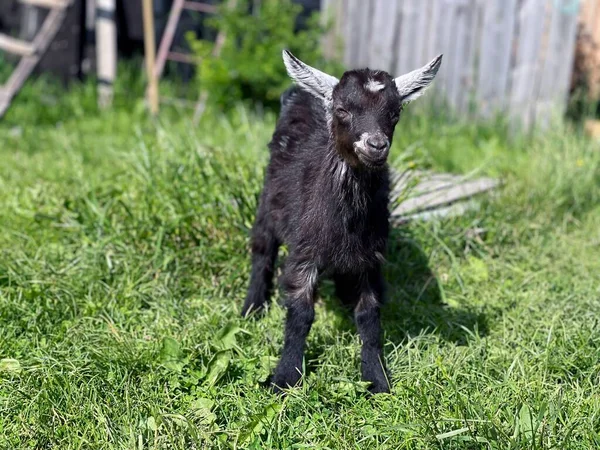 A small black goat in a sunny farm