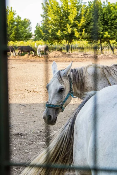 Cavalo Branco Dentro Gaiola — Fotografia de Stock