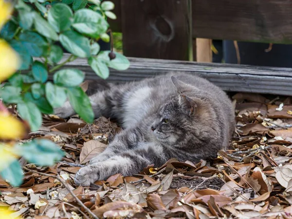 Vacker Grå Randig Katt Ligger Bland Torra Bladen Botaniska Trädgårdar — Stockfoto