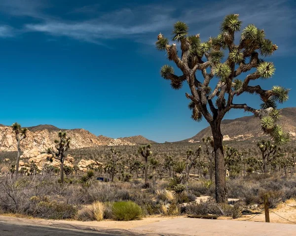 Joshua Trees Yucca Brevifolia Národním Parku Kalifornii Usa — Stock fotografie