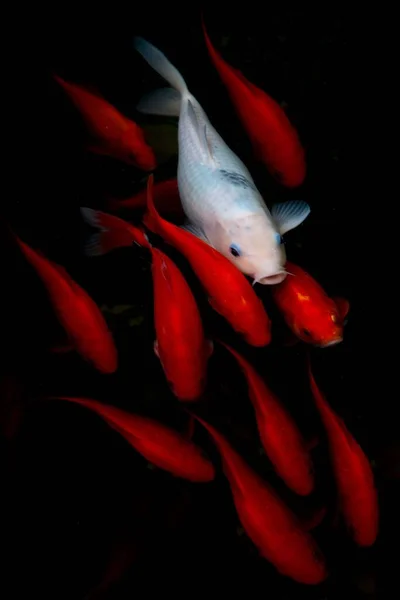 Een Verticaal Schot Van Een Witte Koi Vis Tussen Rode — Stockfoto