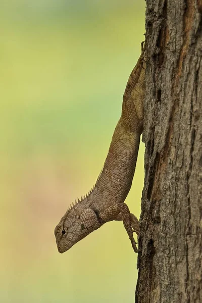 A selective focus of an Oriental Garden Lizard