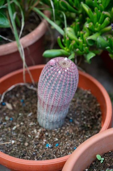 Vertical Shot Cactus Flowerpot — Stock Photo, Image