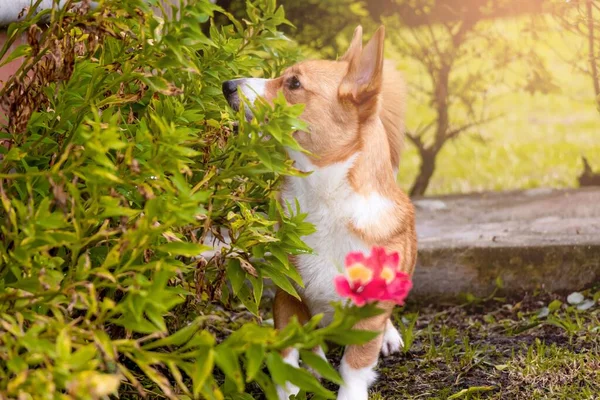 Una Vista Lindo Perro Descansando Jardín Amanecer —  Fotos de Stock