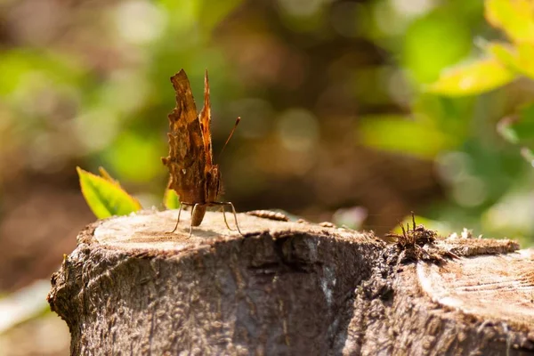 Çoklulardan Oluşan Bir Kelebeğin Tahta Bir Kütüğe Tünemiş Makro Görüntüsü — Stok fotoğraf