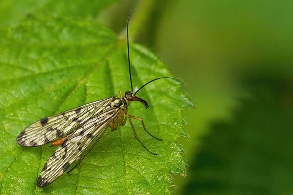 Closeup Shot Scorpionfly Panorpa Germanica Leaf — Stock Photo, Image