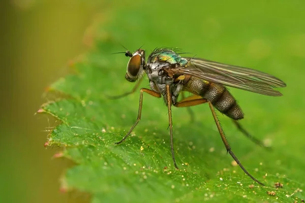 Een Close Opname Van Een Dolichopus Popularis Het Blad — Stockfoto