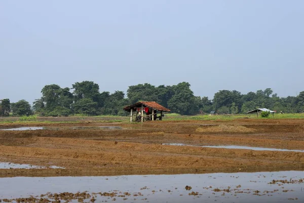Ein Blick Auf Das Reisfeld — Stockfoto