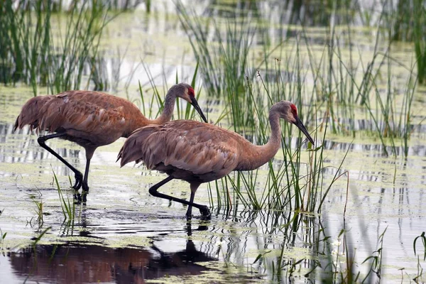 Sandhill Jeřábi Procházející Bažině — Stock fotografie