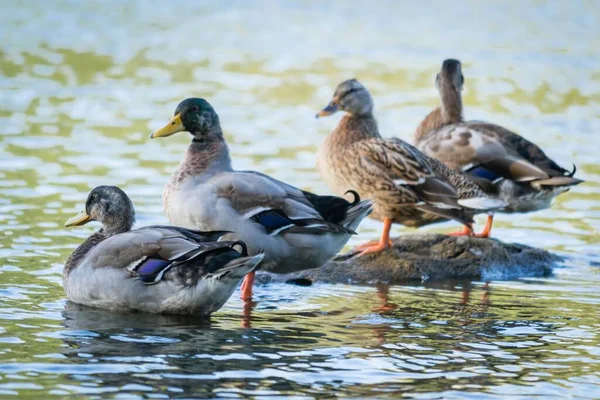 Las Aves Acuáticas Salvajes Agachan Cerca Del Lago — Foto de Stock