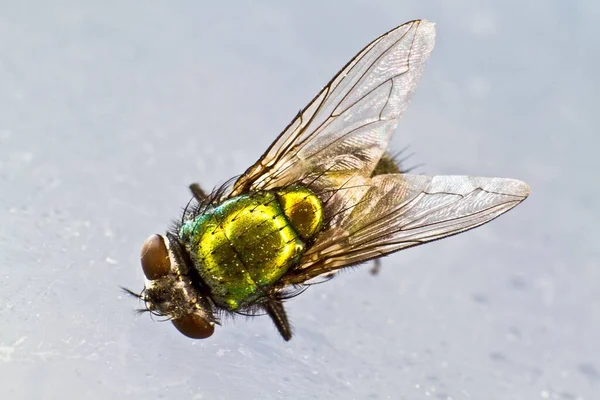 Een Groene Vlieg Een Wazige Achtergrond — Stockfoto