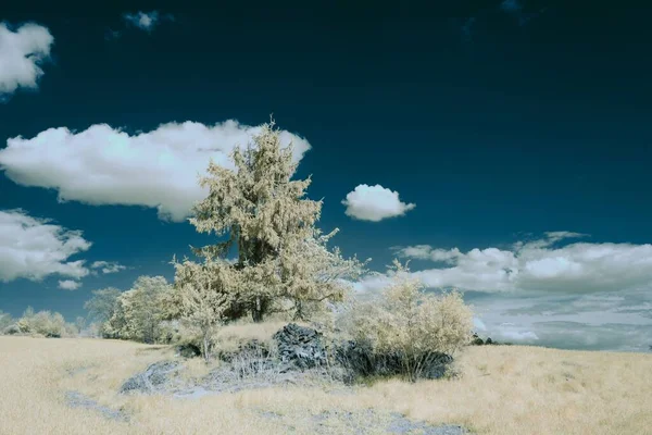 Een Infrarood Shot Van Een Veld Met Bomen Onder Bewolkte — Stockfoto