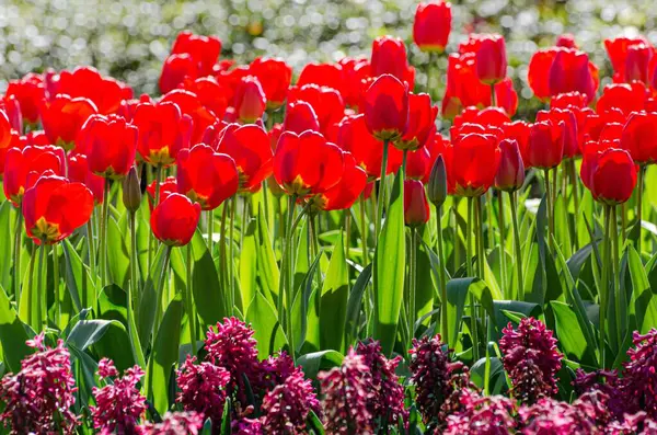 Die Roten Tulpen Einem Sonnigen Tag — Stockfoto