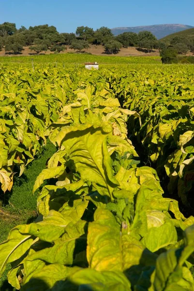 Eine Vertikale Aufnahme Der Tabakplantagen Extremadura Spanien — Stockfoto