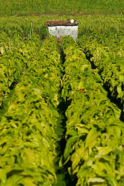 Tiro Vertical Las Plantaciones Tabaco Extremadura España —  Fotos de Stock