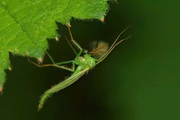 Detailní Záběr Nekousající Midge Nebo Chironomidae Listu — Stock fotografie