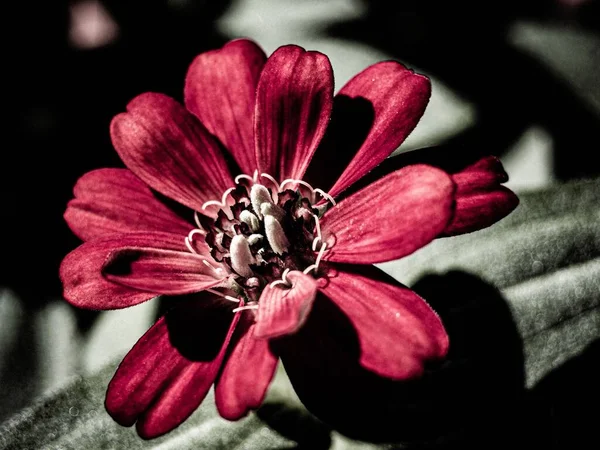 Close Cosmos Atrosanguineus Flower — Fotografia de Stock