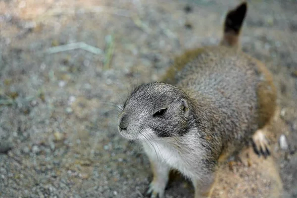 Primer Plano Una Marmota — Foto de Stock