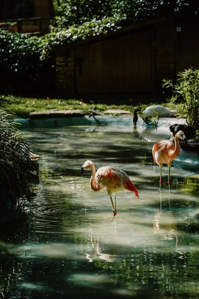 Den Vackra Flamingos Vatten — Stockfoto