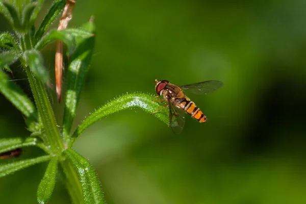 Macro Shot Hover Fly Green Leaf — Stock Photo, Image