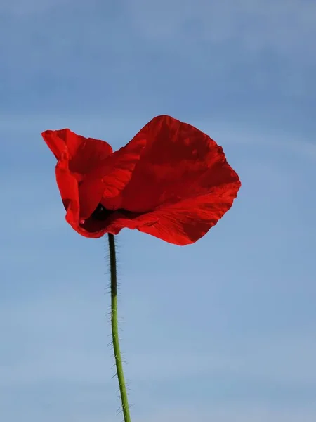 Червона Макова Квітка Фоні Блакитного Неба — стокове фото