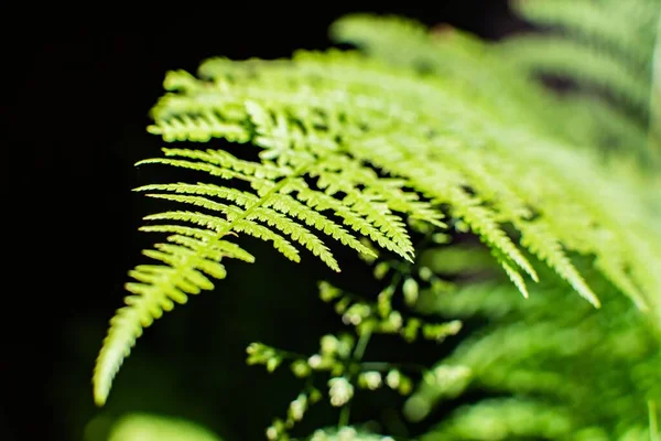 Ormandaki Yeşil Eğreltiotu Yapraklarının Yakın Plan Çekimi — Stok fotoğraf