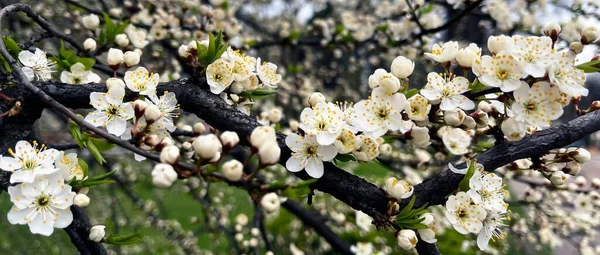 春の美しい木の花 — ストック写真